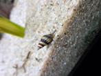 Anatome Helena slakken, Dieren en Toebehoren, Vissen | Aquariumvissen