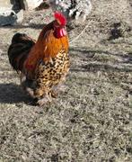 haan cochin kriel 2025, Dieren en Toebehoren, Pluimvee, Mannelijk, Kip