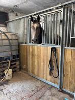 Jonge paarden te koop, Dieren en Toebehoren, Paarden, Springpaard, Gechipt, Ruin, Zadelmak