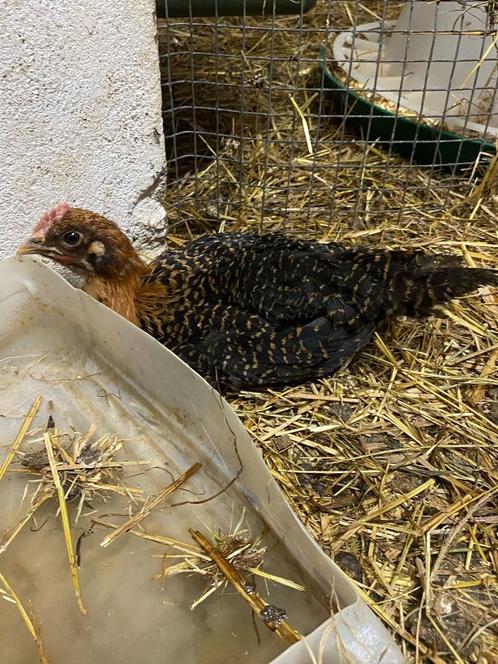 Goudbrakel haan, Dieren en Toebehoren, Pluimvee, Kip, Mannelijk