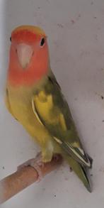 Agapornis roseicollis, Dieren en Toebehoren, Mannelijk, Geringd