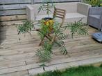 Philodendron polypodioides, Huis en Inrichting, Ophalen
