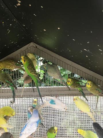 WINTERHARDE GRASPARKIETJES NU 16 EURO/KOPPEL beschikbaar voor biedingen