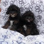 Cavapoo puber pups, Poedel, 15 weken tot 1 jaar, Buitenland, CDV (hondenziekte)