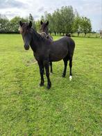 zwarte welsh jaarling merrie, Dieren en Toebehoren, Pony's, Merrie, 0 tot 2 jaar, Gechipt, B pony (1.17m tot 1.27m)