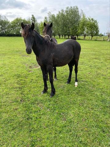 zwarte welsh jaarling merrie, Poney B (1.17 m à 1.27 m), Avec pedigree, Poney de récréation, 0 à 2 ans