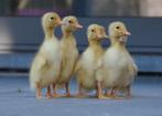 Kuikens van witte indische loopeenden, Dieren en Toebehoren, Geslacht onbekend, Eend