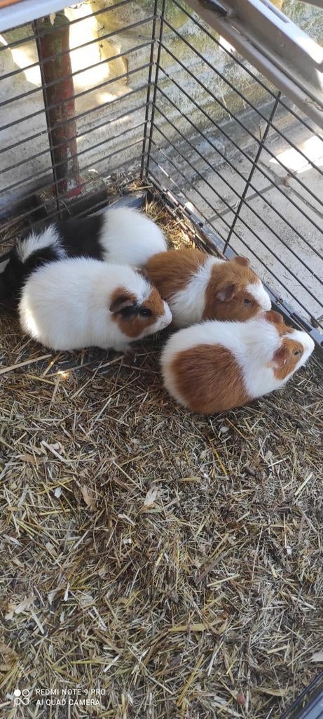 Jonge beertjes!, Dieren en Toebehoren, Maart, Mannelijk, Cavia