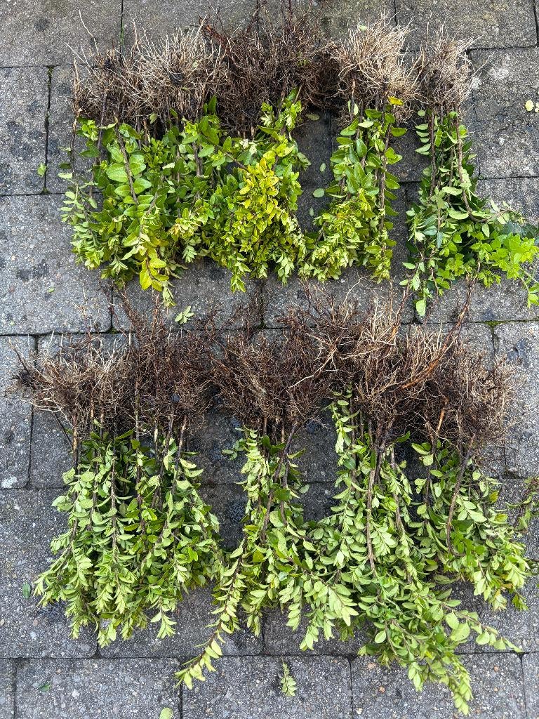 Chinese struikkamperfoelie, Enlèvement ou Envoi