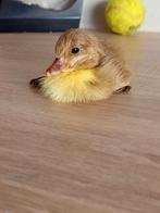 Eendenkuiken, Geslacht onbekend, Eend