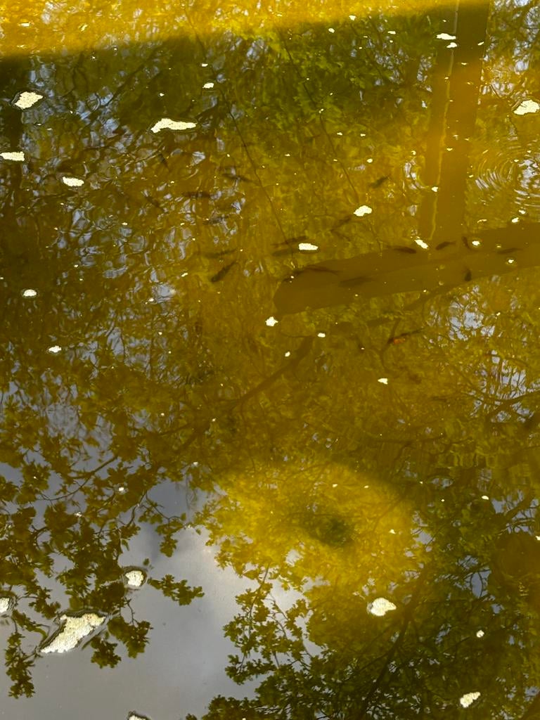 Visjes, Dieren en Toebehoren, Vissen | Vijvervissen