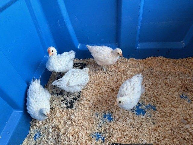 Sussex Legkippen te koop, Dieren en Toebehoren, Vrouwelijk, Kip