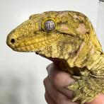 Collectie leachianus te koop moeten weg dus goedkoop