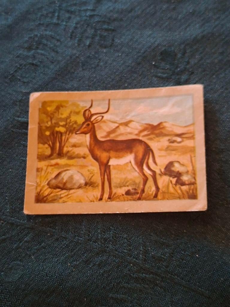 Prentje/Chromo : De impala / Chocolade Jacques, Collections, Photos & Gravures, Utilisé, Gravure, Nature, 1960 à 1980, Enlèvement ou Envoi