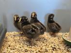 Jonge tamme Wyandotte kuikens gesekst & ingeënt, Femelle, Poule ou poulet