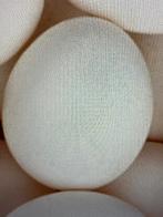 GEZOCHT Kuikens-Broedeieren Bresse, Sussex, Mechelse Koekoek, Dieren en Toebehoren, Pluimvee, Kip