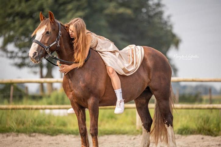 Joy – De perfecte leerpony met een hart van goud, Animaux & Accessoires, Poneys, Jument, L, Poney D (1.37 m à 1.48m), Poney de saut