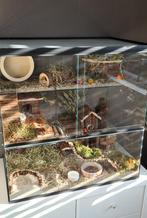 Terrarium voor dwerghamster 60x40x60, Dieren en Toebehoren, Knaagdieren en Konijnen | Hokken en Kooien, Minder dan 60 cm, Ophalen of Verzenden