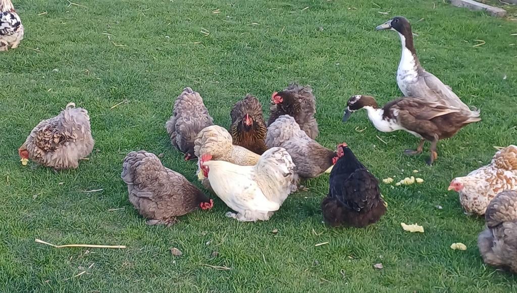 Cochin kriel broedeieren, Dieren en Toebehoren, Pluimvee