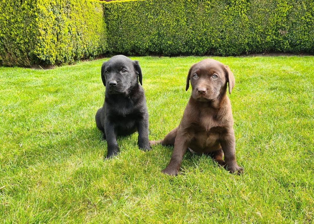 labrador pups zwart, Dieren en Toebehoren, Parvo, België, 8 tot 15 weken, Labrador retriever
