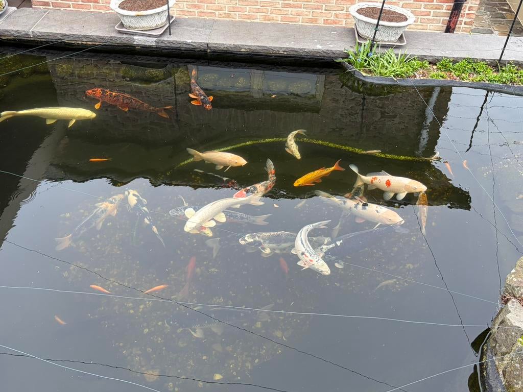 Koivissen te koop, Karper of Koi