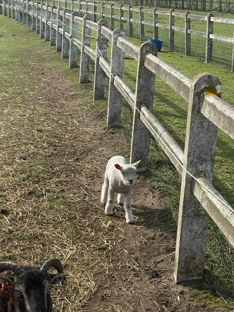 Ryeland Ram, Mâle, Mouton, 0 à 2 ans