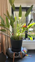 Grote Strelitzia (Paradijsvogelplant) met pot - 2m hoog, Huis en Inrichting, Kamerplanten, Ophalen, Volle zon