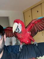 Ara Chloroptere femelle, Femelle