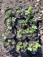 aardbeiplanten, afgehard, Tuin en Terras, Planten | Bomen, Ophalen