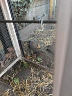 Kippenhok – Goede staat – Genk