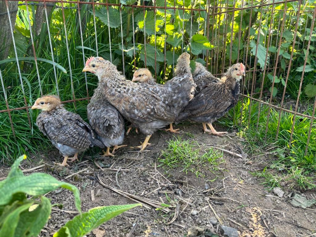 4 coqs gratuits, Animaux & Accessoires, Volatiles, Mâle, Poule ou poulet