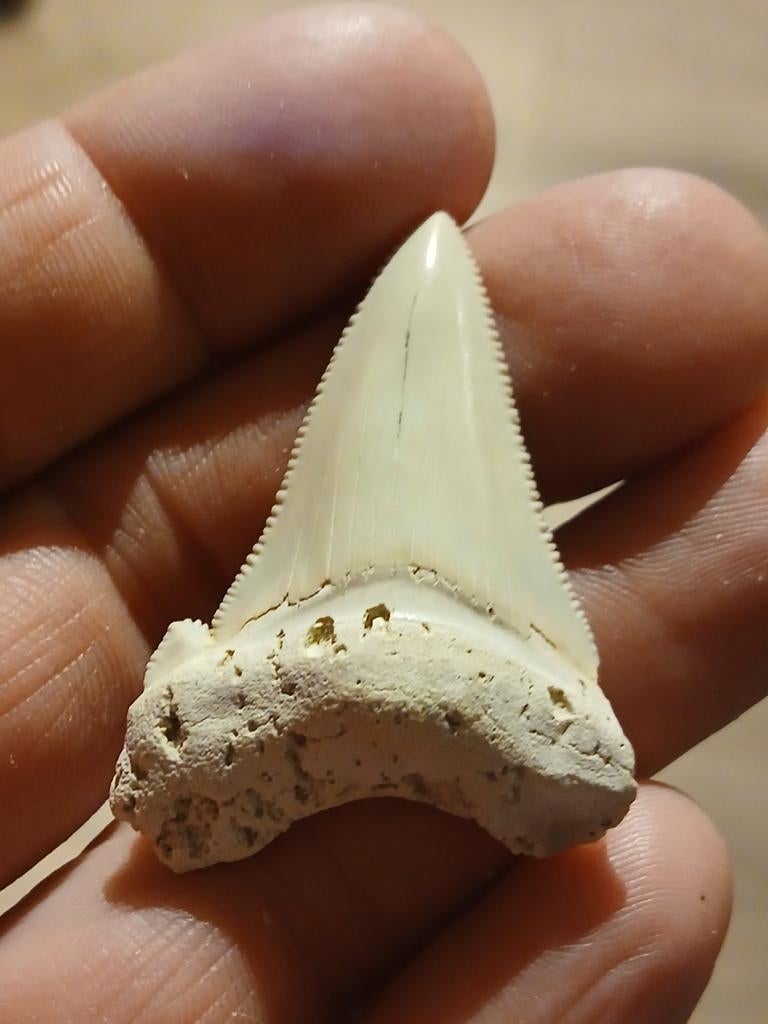 Otodus angustidens, Handtassen en Accessoires, Kettinghangers, Ophalen of Verzenden