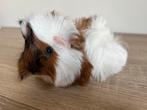 Lief, jong cavia beertje langharig peruvian mix, Dieren en Toebehoren, Cavia, Februari, Mannelijk, Tam