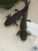 3 axolotls, Zoetwatervis