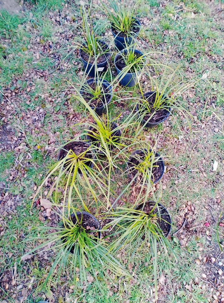 Ensemble de 10 graminées ornementales Carex, persistantes e, Hiver, Enlèvement, Graminées ornementales, Plante fixe