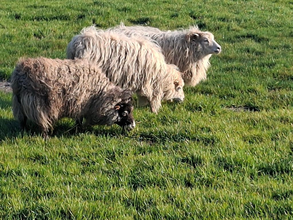 Dwerg schaapjes, Dieren en Toebehoren, Schapen, Geiten en Varkens, Vrouwelijk, Schaap, 0 tot 2 jaar