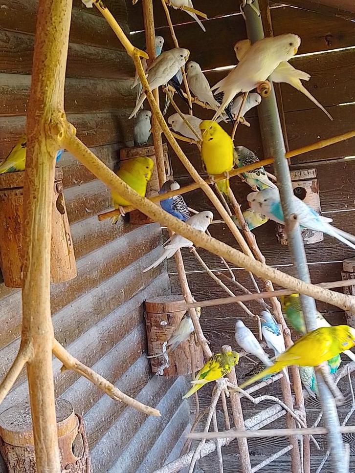 DIFFÉRENTES COULEURS DE JEUNES PERRUCHES PRÊTES À GRANDIR, Animaux & Accessoires, Oiseaux | Perruches & Perroquets, Perruche, Plusieurs animaux