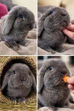 Lief en tamme Nederlandse hangoor (rammetje), Dieren en Toebehoren, Konijnen, Mannelijk, Middelgroot, Hangoor, 0 tot 2 jaar