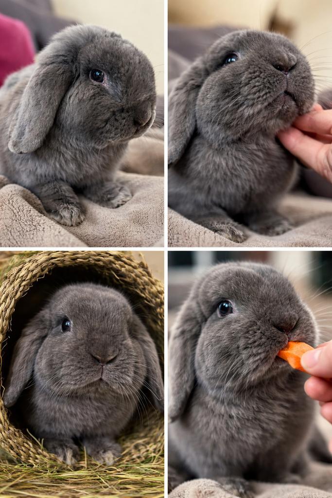 Lief en tamme Nederlandse hangoor (rammetje), Dieren en Toebehoren, Konijnen, Middelgroot, Mannelijk, 0 tot 2 jaar, Hangoor