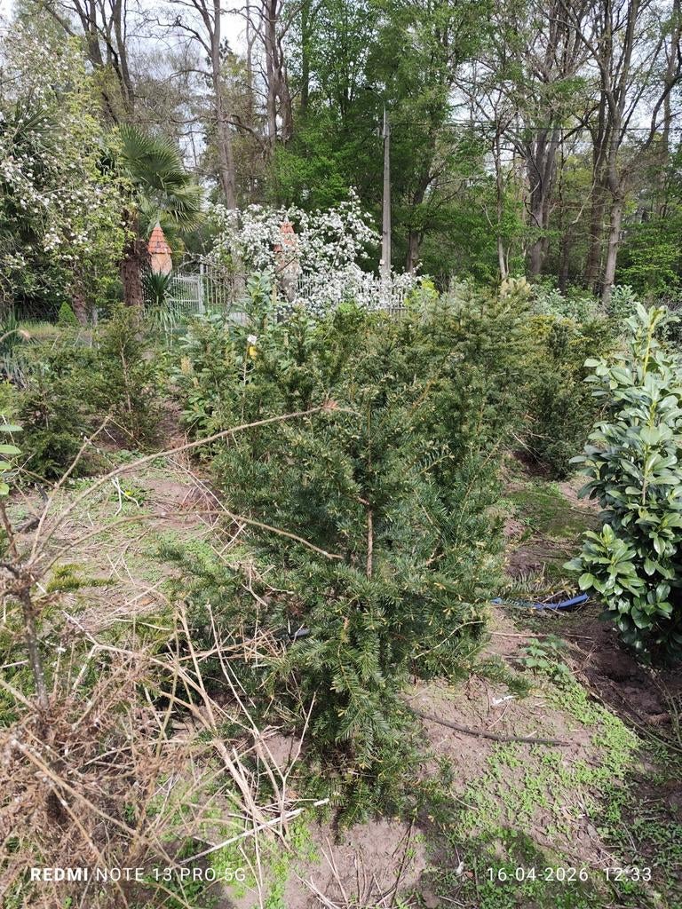 Taxus bacata, Tuin en Terras, Ophalen, Taxus