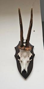 Schedel, Ophalen, Schedel