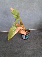 Syngonium red spot/ pink splash nr 14, Enlèvement