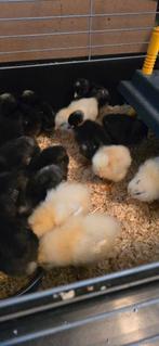 Kuikens, Plusieurs animaux, Poule ou poulet