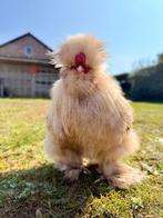 8 maanden oude USA zijdehoen, Dieren en Toebehoren, Pluimvee, Mannelijk, Kip