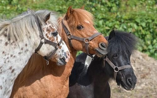 GEZOCHT: een nieuwe beste vriend ️, Animaux & Accessoires, Poneys