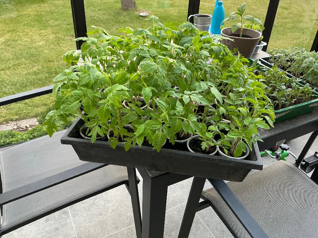 Tomatenplantjes, Enlèvement, Annuelle