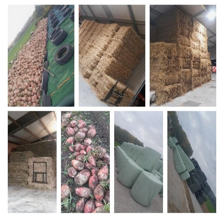 Voederbieten Mais mks hooi stro voordroog, Zakelijke goederen, Landbouw | Veevoer, Ophalen