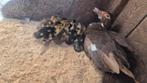 Te koop Barberie jonge eenden., Dieren en Toebehoren