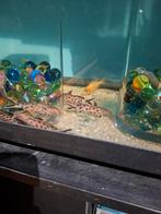 Poissons chat tanganyka 7-8 cm