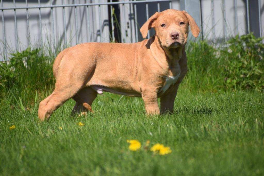 Amerikaanse Bully pups, 15 weken tot 1 jaar, Buitenland, Meerdere, Meerdere dieren